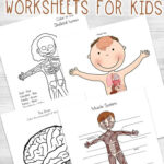 Human Body Worksheets For Kids Human Body Worksheets Kindergarten