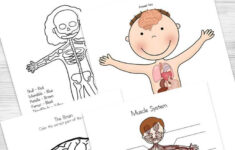 Human Body Worksheets For Kids Human Body Worksheets Kindergarten