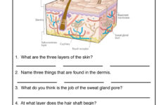 Human Body Worksheets Have Fun Teaching