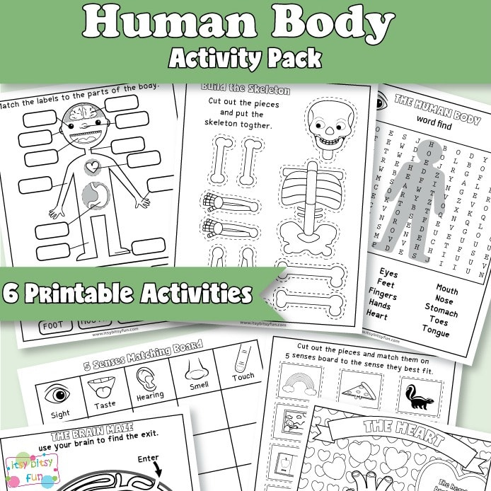 Human Body Worksheets Itsybitsyfun