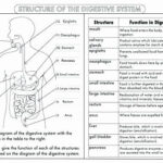 Human Body Worksheets Middle School Body Systems And Functions