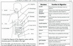 Human Body Worksheets Middle School Body Systems And Functions