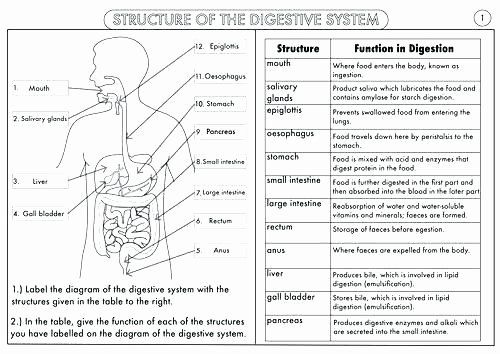 Human Body Worksheets Middle School Body Systems And Functions 