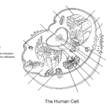 Human Cell Worksheet Coloring Page From Anatomy Category Select From