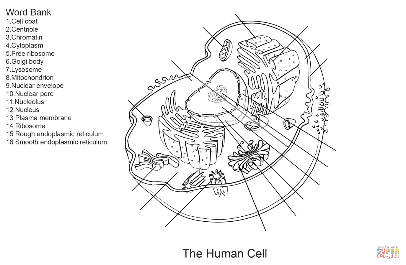 Human Cell Worksheet Coloring Page From Anatomy Category Select From 