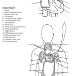 Human Circulatory System Worksheet By Yulia Znayduk Coloring Pages