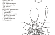 Human Circulatory System Worksheet By Yulia Znayduk Coloring Pages
