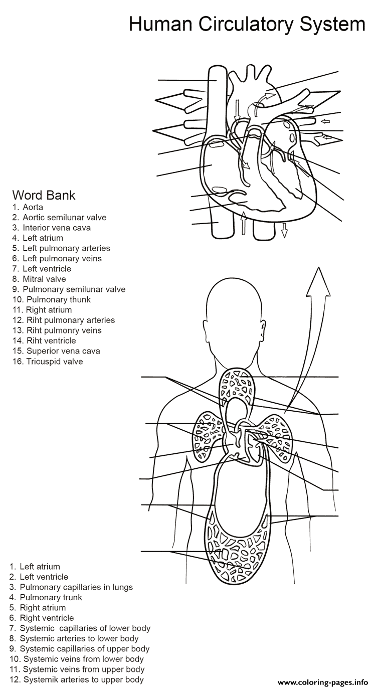 Human Circulatory System Worksheet By Yulia Znayduk Coloring Pages 