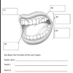 Human Dentition Worksheet