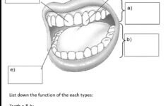 Human Dentition Worksheet