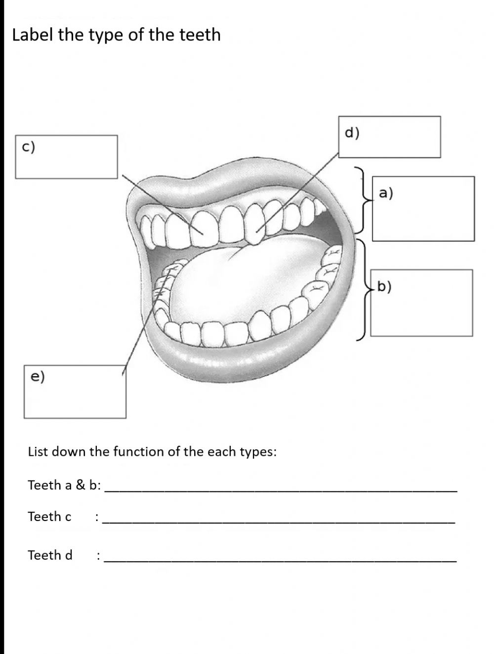 Human Dentition Worksheet