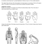 Human Evolution Worksheet Pdf Nidecmege