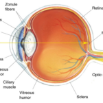 Human Eye Diagram Eyeball Diagram Diagram Of The Eye