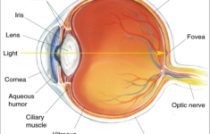 Human Eye Diagram Eyeball Diagram Diagram Of The Eye