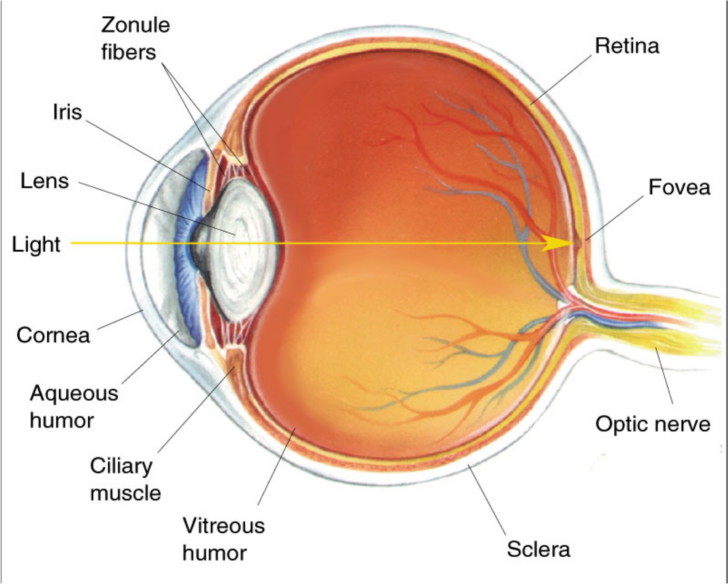 Eye Anatomy Diagram Printable