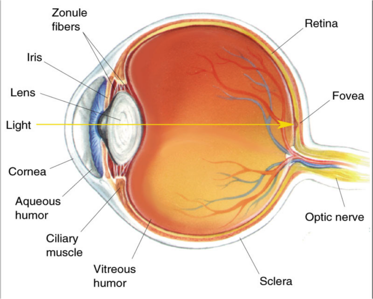 Human Eye Diagram Eyeball Diagram Diagram Of The Eye | Anatomy Worksheets