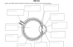 Human Eye Diagrams With The Unlabeled