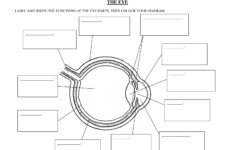 Human Eye Diagrams With The Unlabeled