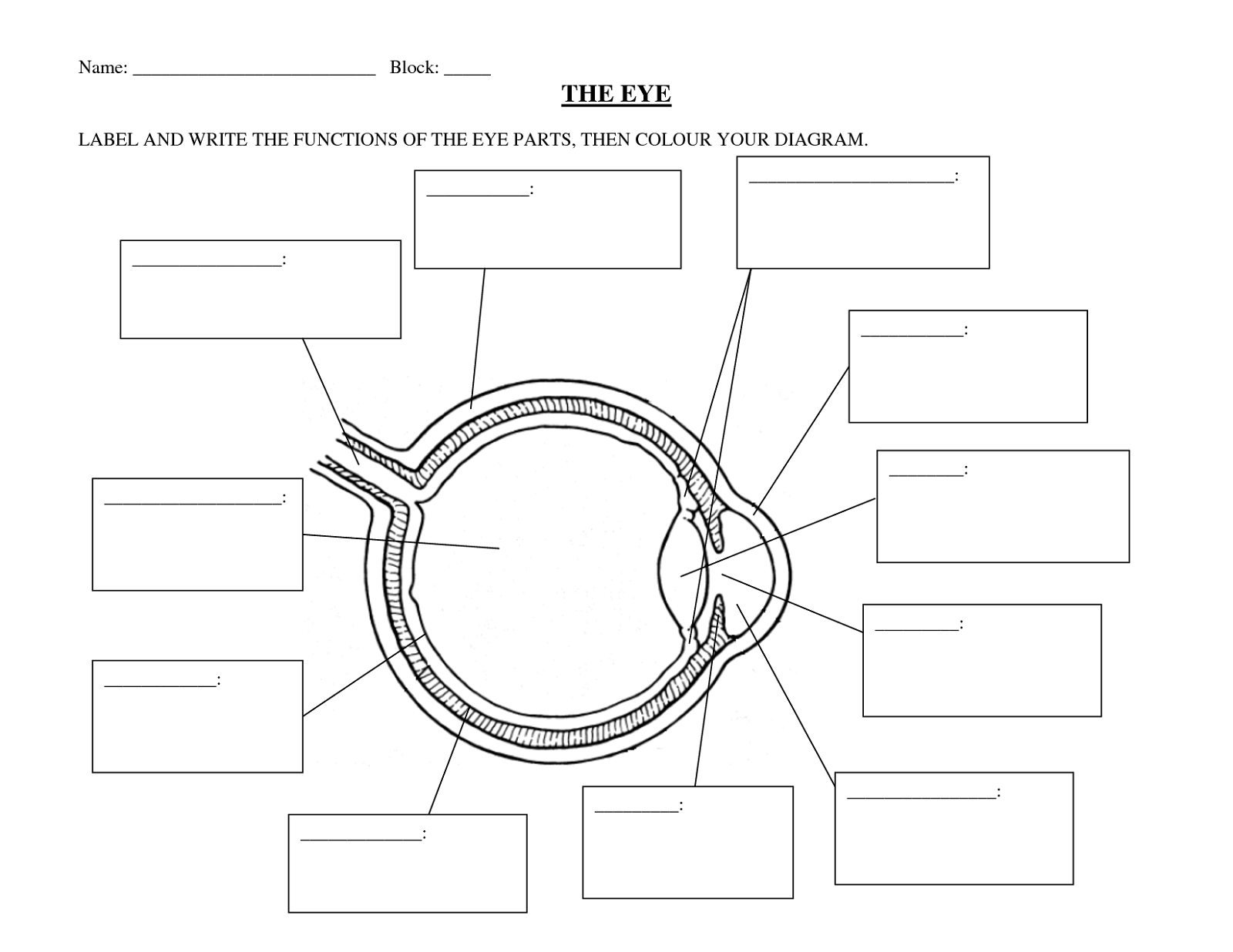 Eye Anatomy Diagram Worksheet Anatomy Worksheets