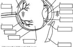 Human Eye On Crayola Anatomy Coloring Book Eye Anatomy Anatomy