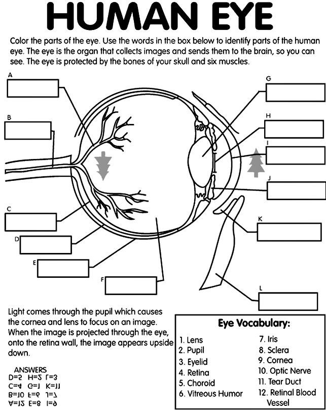 Human Eye On Crayola Anatomy Coloring Book Eye Anatomy Anatomy