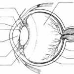 Human Eye Worksheet Answers Worksheetpedia