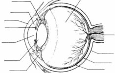 Human Eye Worksheet Answers Worksheetpedia