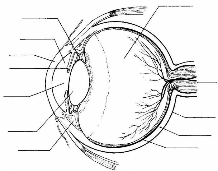 Human Eye Worksheet Answers Worksheetpedia