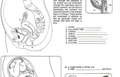 HUMAN GROWTH DEVELOPMENT South Junior High School Health Education