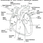 Human Heart Anatomy Heart Diagram Anatomy And Physiology Human