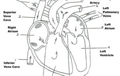Human Heart Anatomy Heart Diagram Anatomy And Physiology Human
