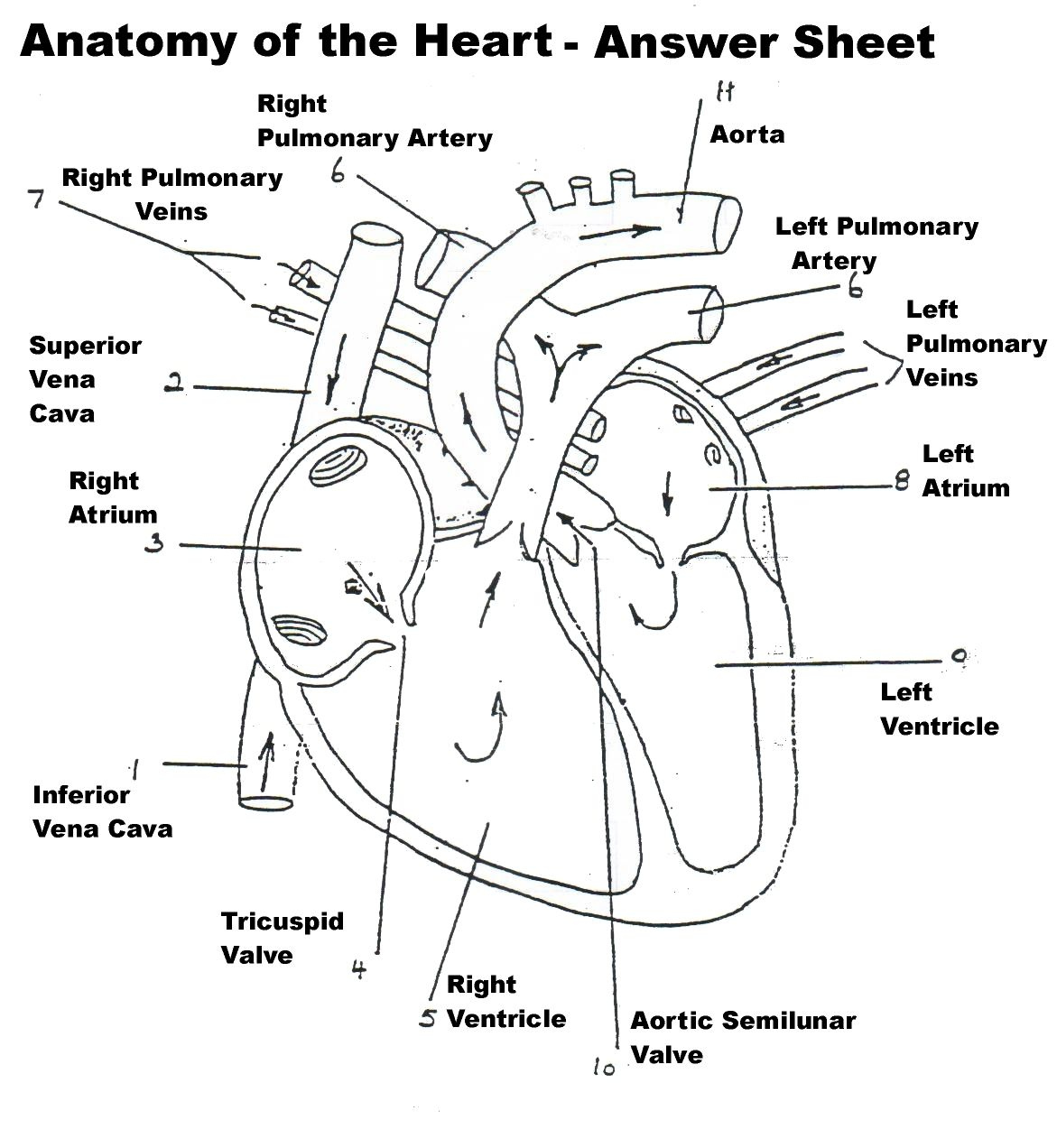 Human Heart Anatomy Heart Diagram Anatomy And Physiology Human 