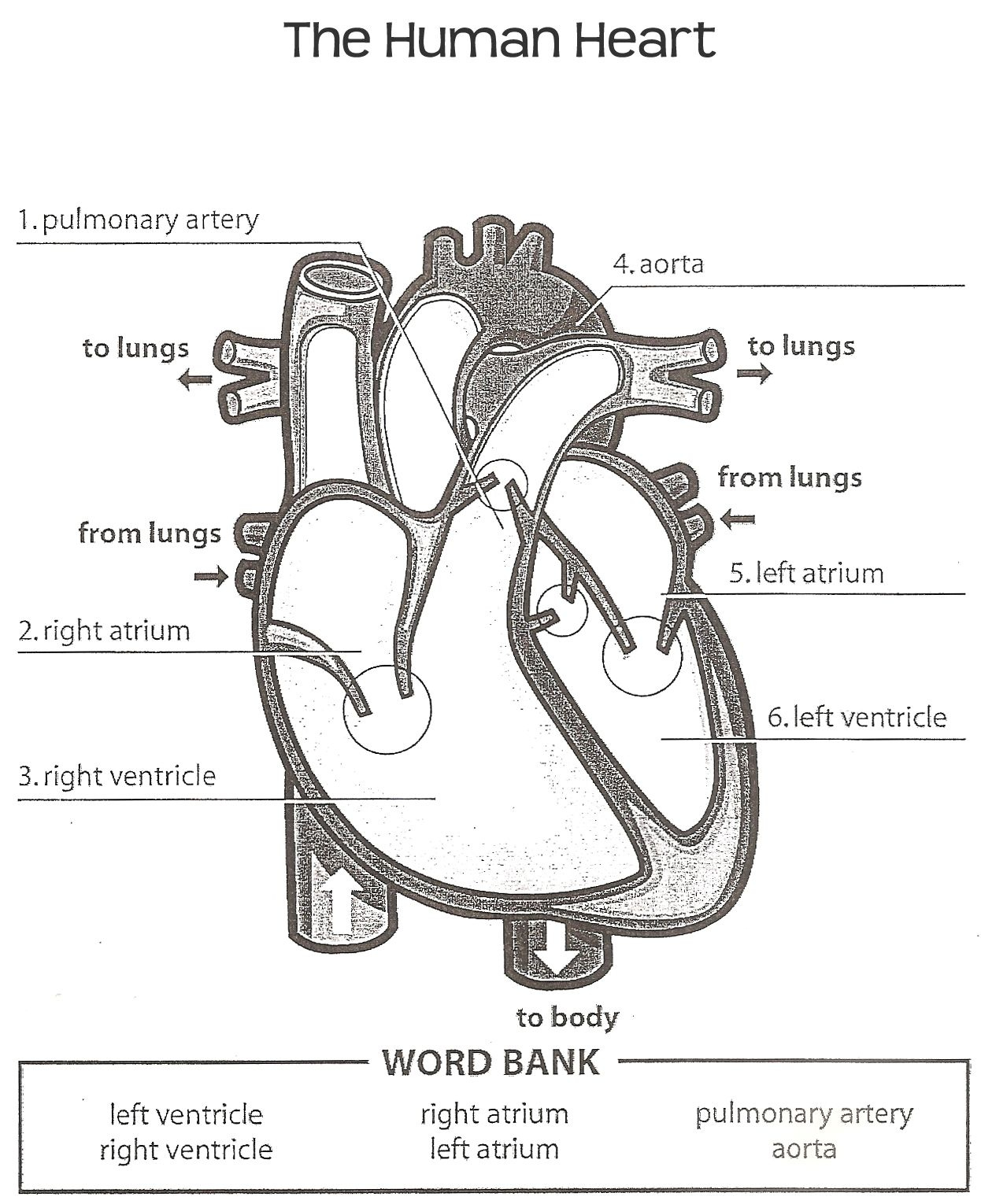 Human Heart Answer Key Heart Diagram Human Heart Diagram Human 
