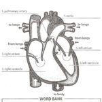 Human Heart Answer Key Heart Diagram Human Heart Diagram Human