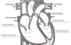 Human Heart Answer Key Heart Diagram Human Heart Diagram Human