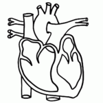 Human Heart Clipart Anatomy Coloring Pages Heart Coloring Pages