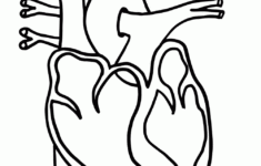Human Heart Clipart Anatomy Coloring Pages Heart Coloring Pages