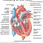 Human Heart Diagram And Anatomy Of The Heart StudyPK Heart Anatomy