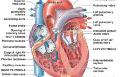 Human Heart Diagram And Anatomy Of The Heart StudyPK Heart Anatomy
