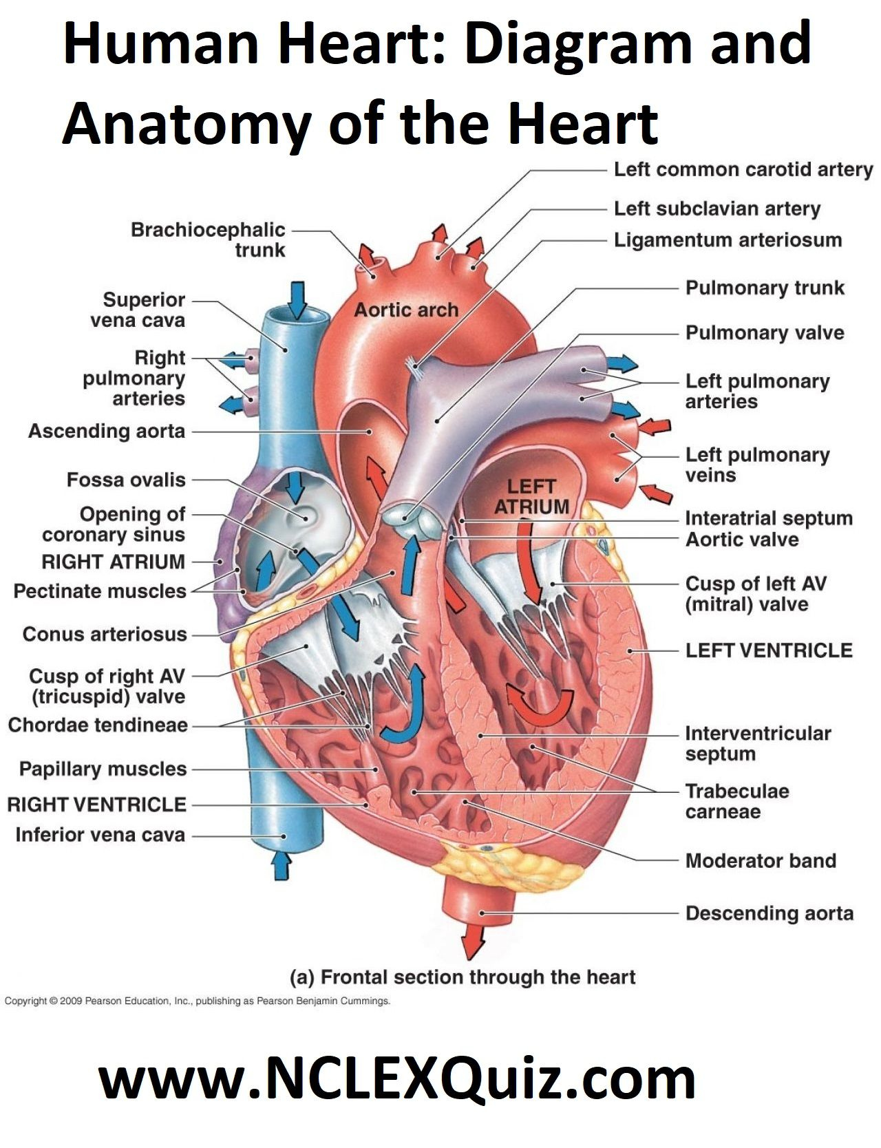Human Heart Diagram And Anatomy Of The Heart StudyPK Heart Anatomy 