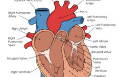 Human Heart Diagram Tim s Printables