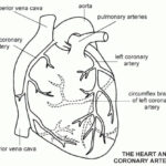 Human Heart Show Black And White Human Heart Coloring Page Free