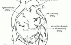 Human Heart Show Black And White Human Heart Coloring Page Free