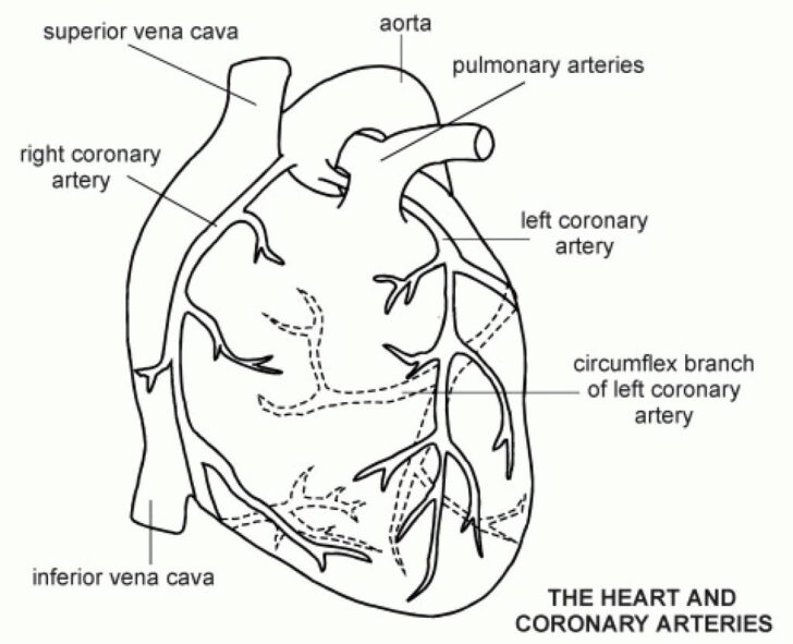 Coronary Arteries And Heart Anatomy Worksheet