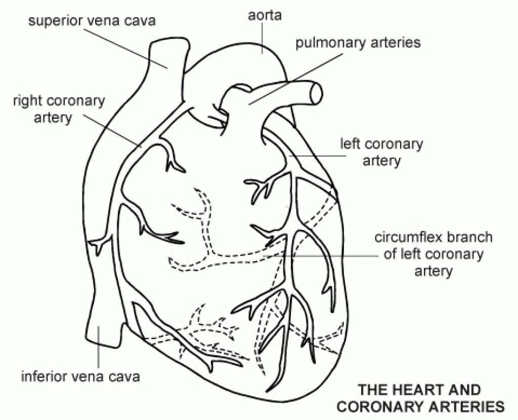 Human Heart Show Black And White Human Heart Coloring Page Free 