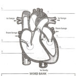 Human Heart Worksheet Heart Diagram Human Heart Diagram Human Heart