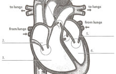 Human Heart Worksheet Heart Diagram Human Heart Diagram Human Heart