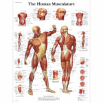 Human Muscle Chart Human Muscle Poster Human Musculature Chart