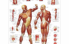 Human Muscle Chart Human Muscle Poster Human Musculature Chart