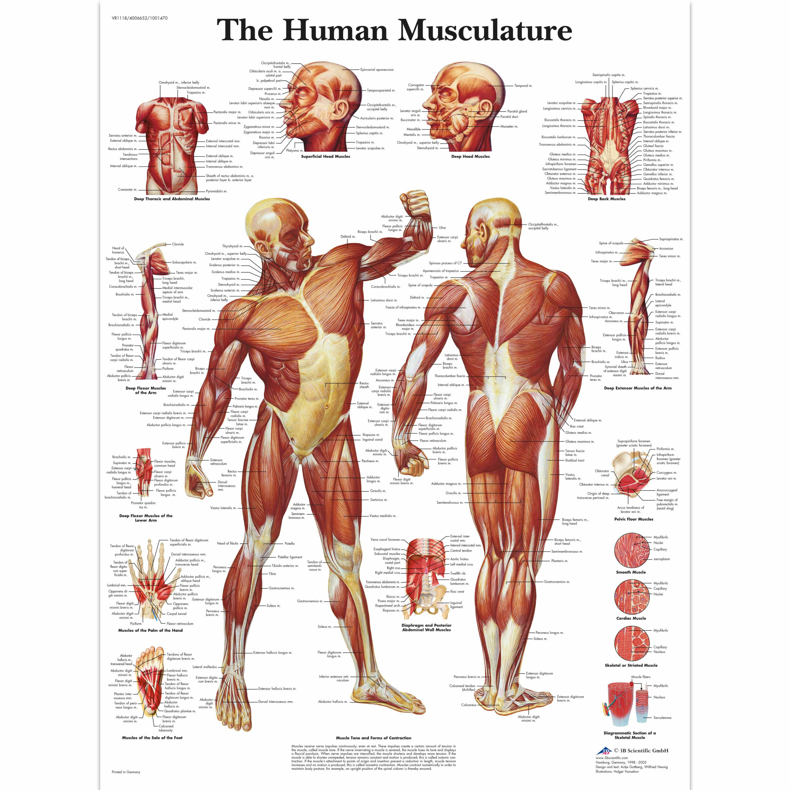 Human Muscle Chart Human Muscle Poster Human Musculature Chart 